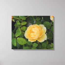 Gotas de chuva na Canvas estendida de rosa amarela