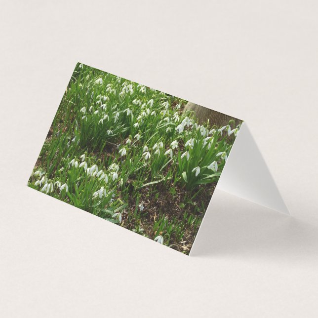 Gotas de neve II (Galanthus) Primavera (Frente)