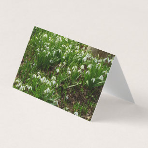 Gotas de neve II (Galanthus) Primavera