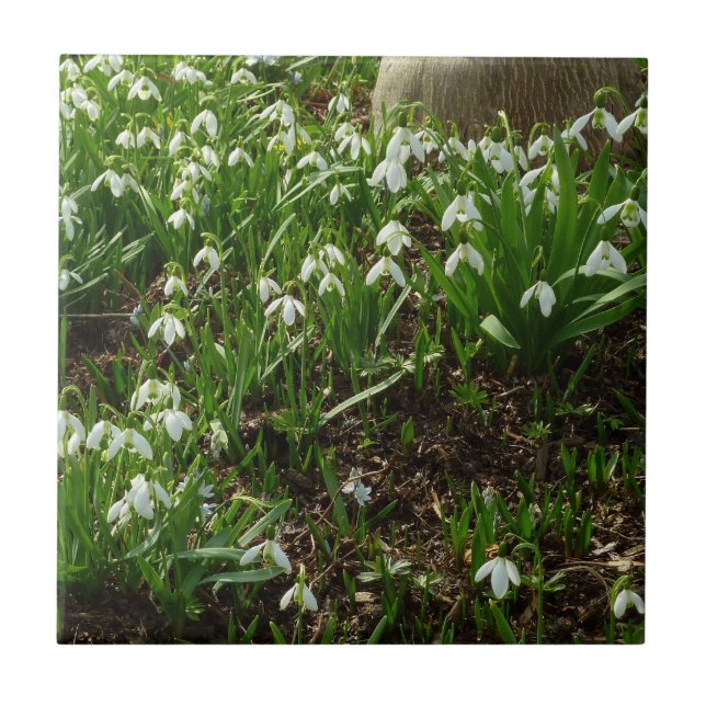 Gotas de neve II (Galanthus) Primavera (Frente)