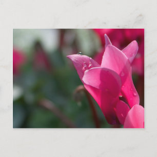 gotas de orvalho em cartão postal de flor