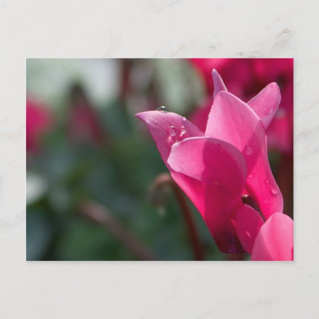 gotas de orvalho em cartão postal de flor (Frente)