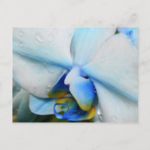 Gotas na Orquídea Azul - cartão postal