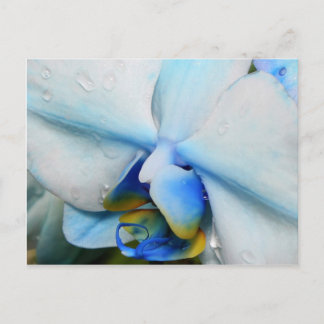 Gotas na Orquídea Azul - cartão postal