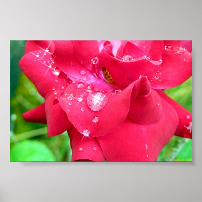 Gotas na Poster de Petais (Frente)