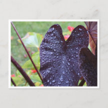 Gotículas de Água em Cartão Postal Botânico de Fol