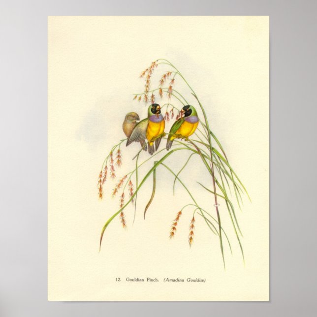 Gould Gouldian Finch Portfolio Poster (Frente)