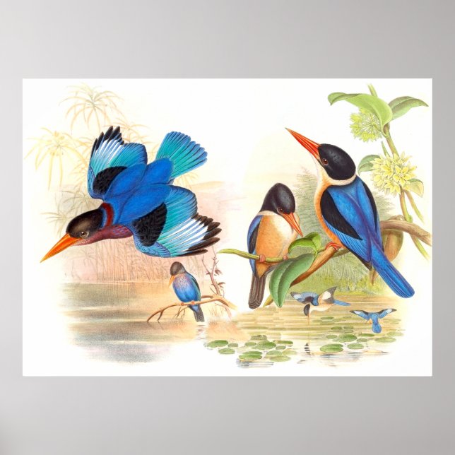 Gould Kingfisher Birds Poster (Frente)