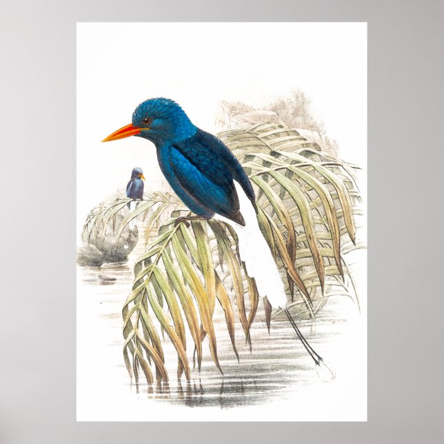 Gould Kingfisher Birds Poster (Frente)