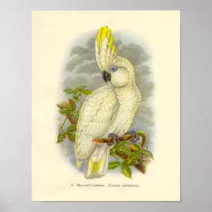 Gould - Poster de Portfólio de Cockatoo de Olhos