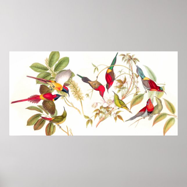 Gould Sunbird Birds Poster (Frente)