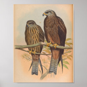 Govinda Kite Brown Bird Vintage Art Impressão