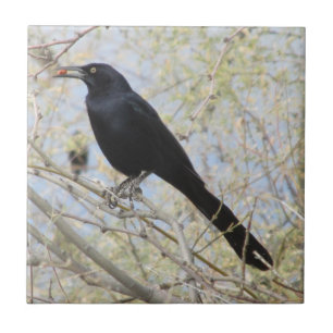Grackle Excelente-atado