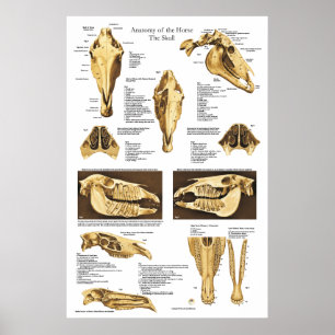 Gráfico Anatômico Poster da Anatomia do Crânio do 