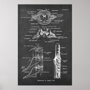 Gráfico de Anatomia da medula espinhal Impressão n