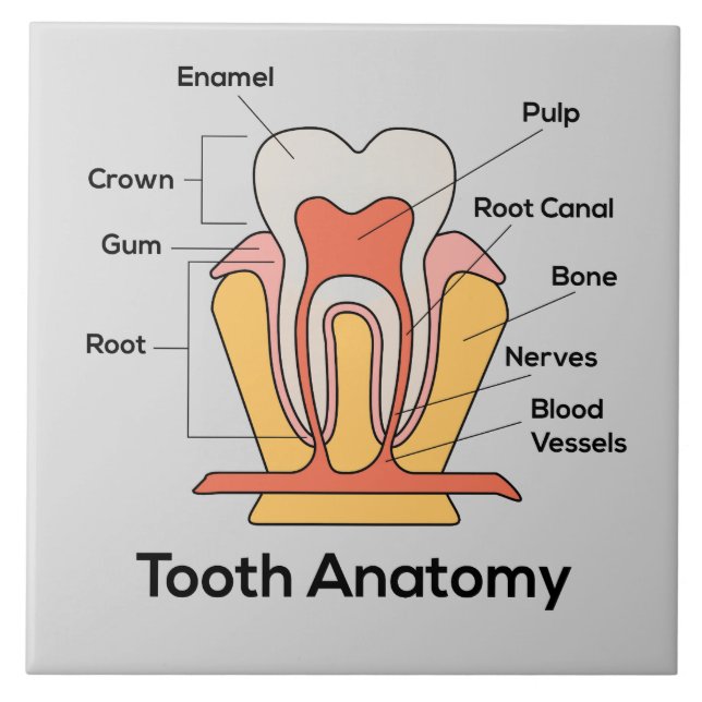 Gráfico de Anatomia dos Dentes (Frente)