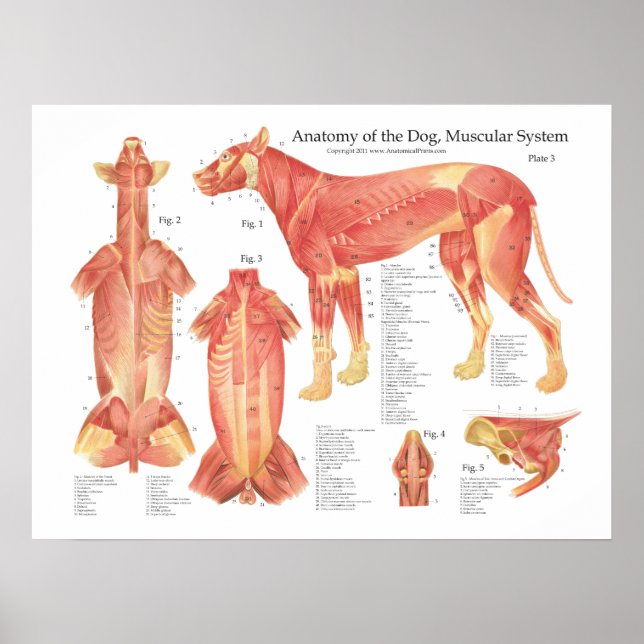 Gráfico de Poster de Anatomia Muscular do Cão (Frente)