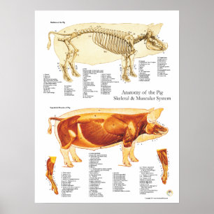 Gráfico de Poster de Anatomia Muscular e Esqueléti