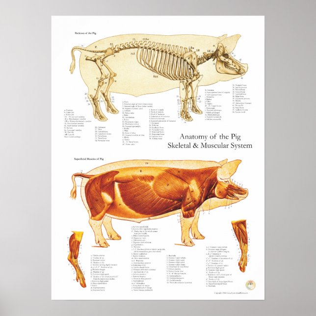 Gráfico de Poster de Anatomia Muscular e Esqueléti (Frente)