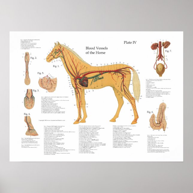 Gráfico de Poster de Anatomia Vascular do Cavalo (Frente)
