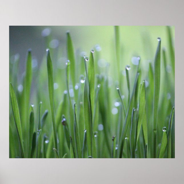 Grama com Poster Dew Droplets (Frente)