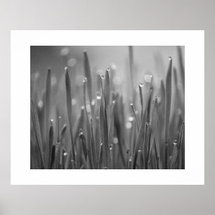 Grama com Poster Dew Droplets