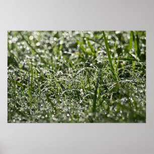Grama molhada Poster da chuva de manhã
