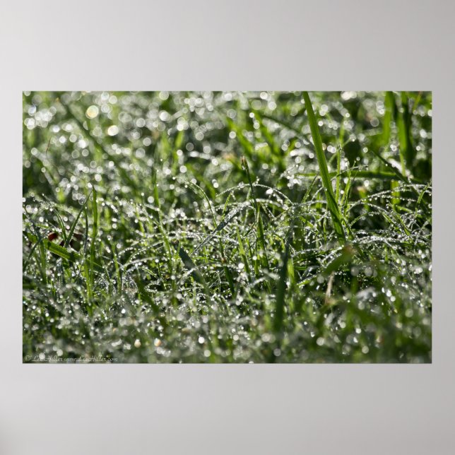 Grama molhada Poster da chuva de manhã (Frente)