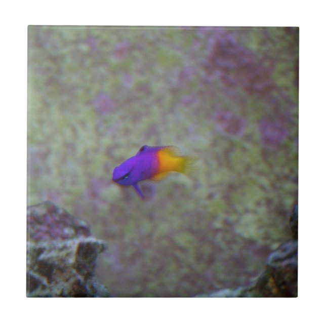 Gramma real (Frente)