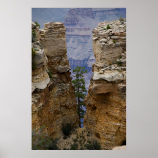 Grand Canyon Hidden Tree 4822 Impressão