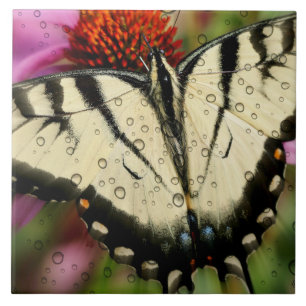 Grande (6" X 6") Azulejo de Fotografia Cerâmica/Bo