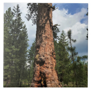 Grande Árvore Vermelha, La Pine, OU