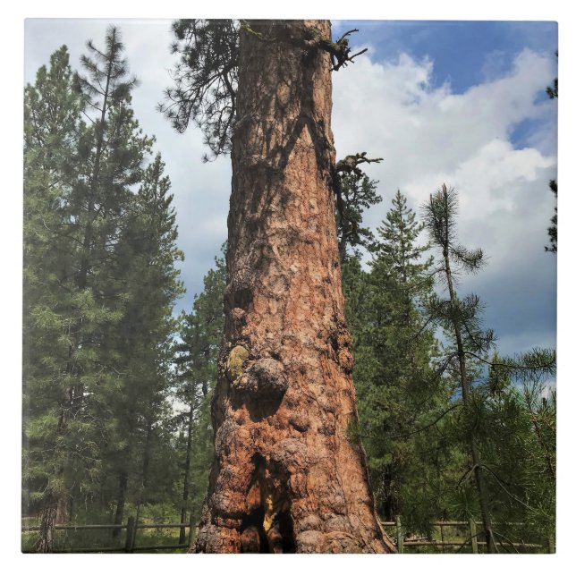 Grande Árvore Vermelha, La Pine, OU (Frente)