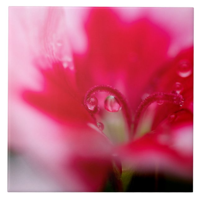 Grande azulejo cerâmico da foto "travado " (Frente)