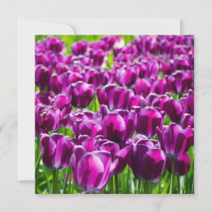 Grande campo de tulipas roxas