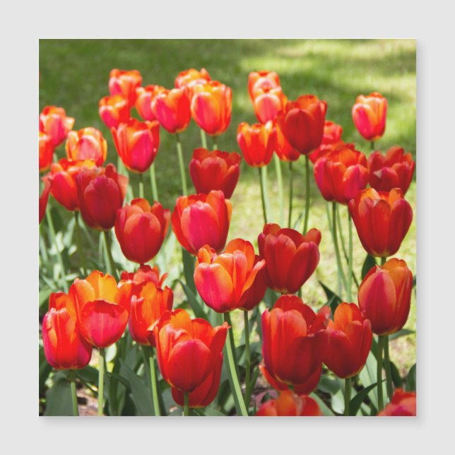 Grande campo de tulipas vermelhas (Frente)
