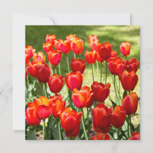 Grande campo de tulipas vermelhas