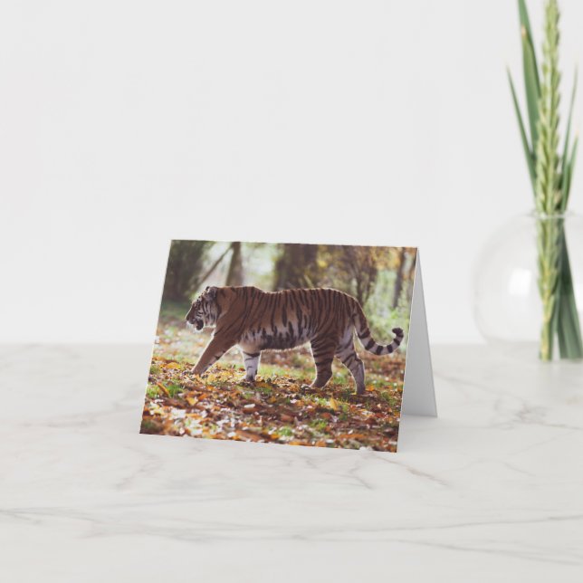 Grande Cartão de Aniversário de Tigre (Frente)