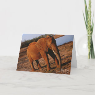 Grande Cartão de Saudação Elefante Vermelho