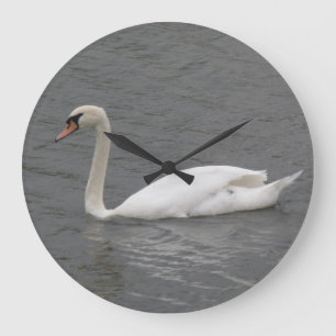 Grande Cisne no rio Relógio