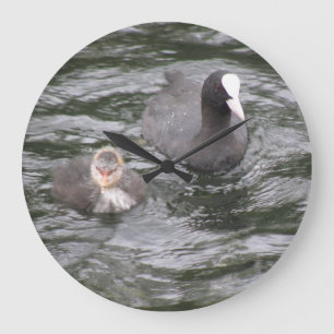 Grande Coot e Relógio do Pintinho