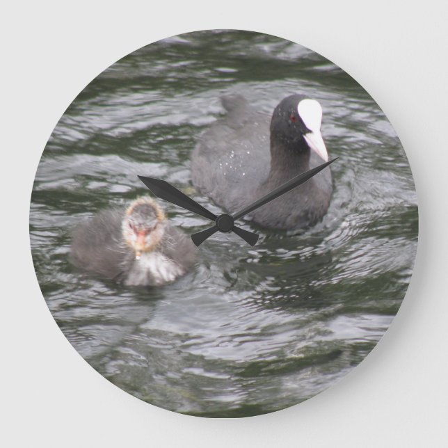 Grande Coot e Relógio do Pintinho (Frente)