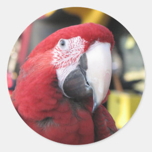 Grande etiqueta do Macaw
