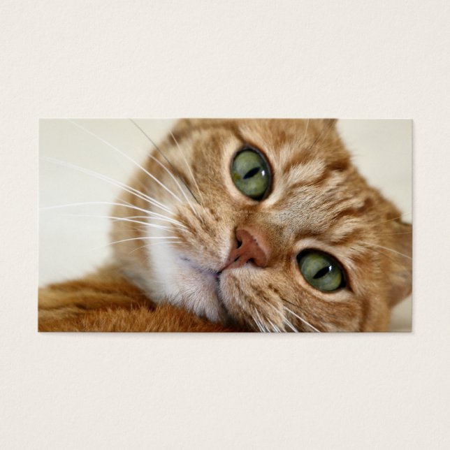 Grande Gatinho Laranja (Frente)
