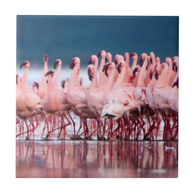 Grande Grupo de Flamingos Menores (Frente)
