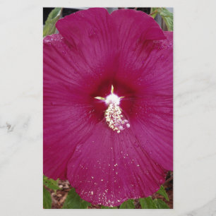 grande Hibiscus vermelho-escuro