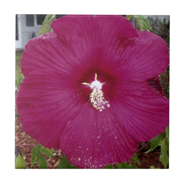 grande Hibiscus vermelho-escuro (Frente)