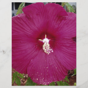 grande Hibiscus vermelho-escuro