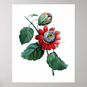 GRANDE impressão botânico do PASSIFLORA por