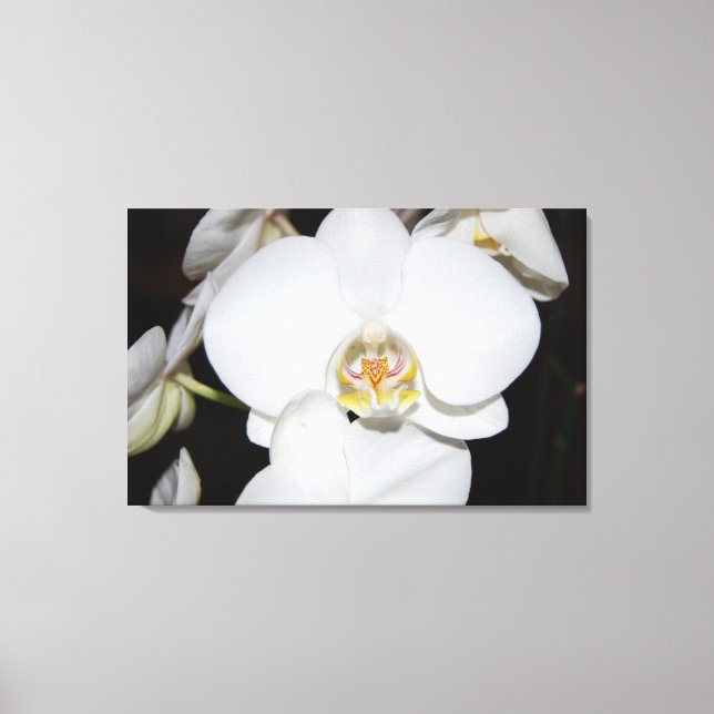 grande impressão de orquídea branca em tela (Frente)